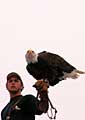 the eagle and his master  .... Landscron, Austria