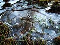 ice puddle on meadow