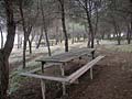 picnic place at a pinetree shaded shore and dunes area