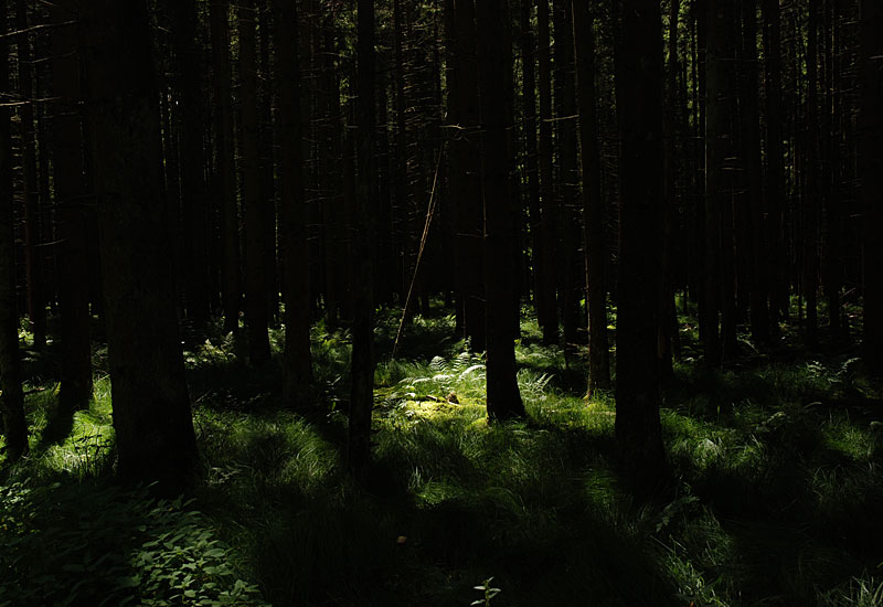  The secret nest in the farn - forest south of Munich © Beate de Nijs