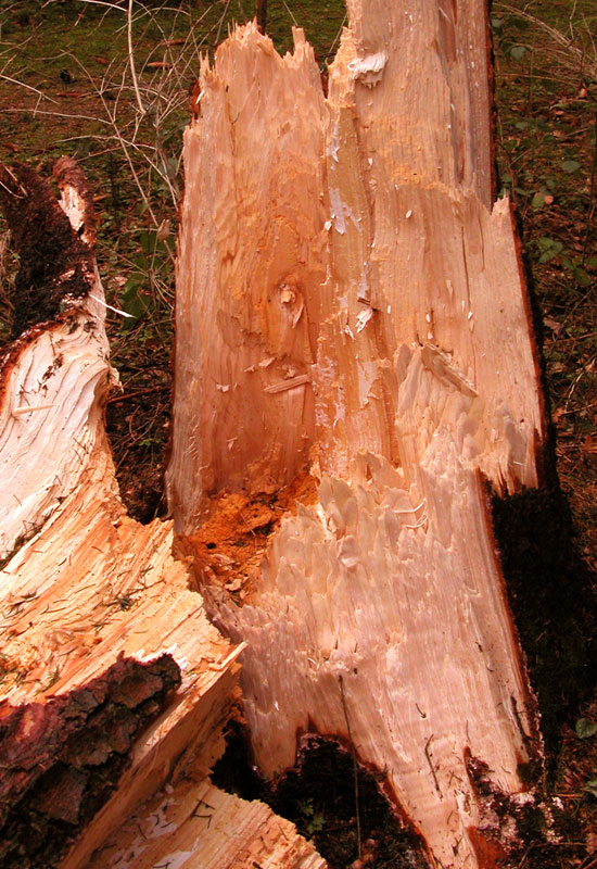 Stormcut tree with flavorsome fresh wood of vanille-apricot colour © Beate de Nijs