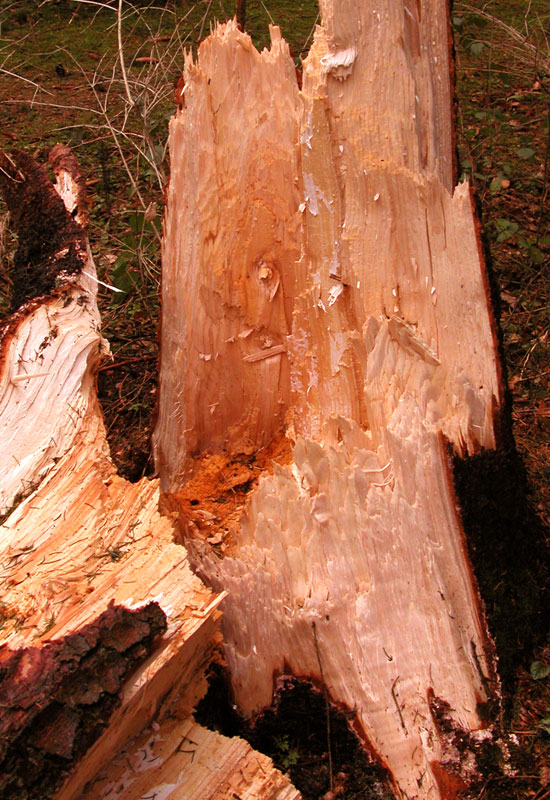 stormcut tree with flavorsome fresh wood of vanil