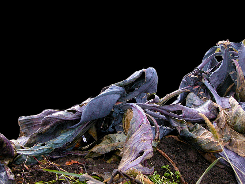 Cabbage has so cool colours!   © Beate de Nijs