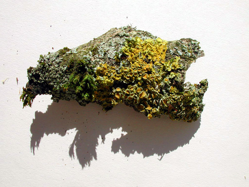 versatile landscape on a small piece of bark© Beate de Nijs