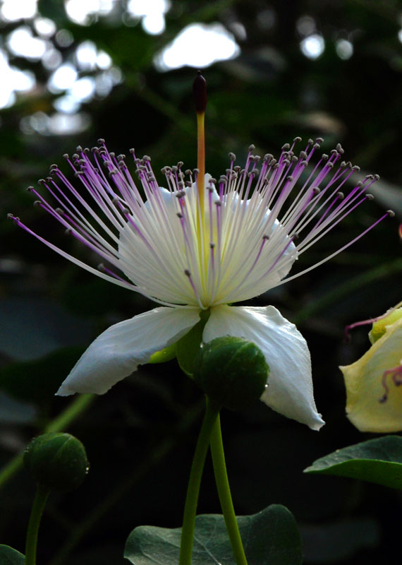  Passionate flower - Botanical Gardens - Munich  © Beate de Nijs