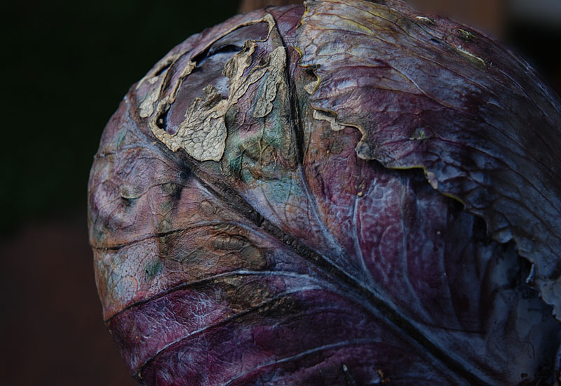 Cabbage has so cool colours!   © Beate de Nijs